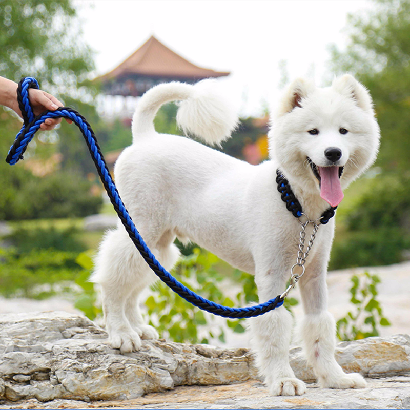 Tips for trimming your dog's nails