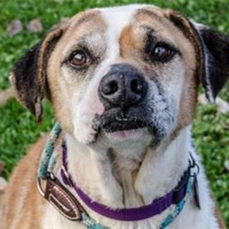 Blaze has been waiting so long for his forever family. Give this beautiful “beast” a look!